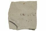 Fossil Insect (Flies, Beetles, etc) Plate - Utah #219795-1